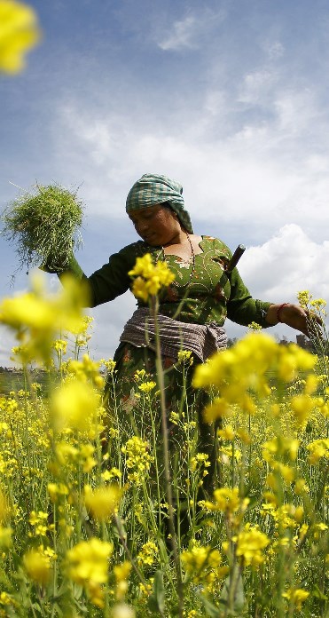 ¿Son saludables los alimentos transgénicos?