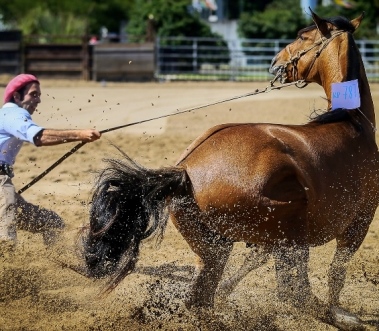 Muestra "Nuestros Caballos"