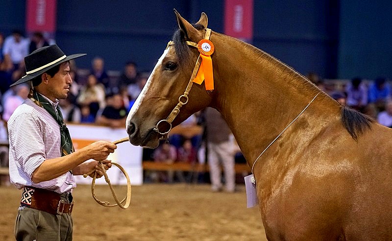 Muestra "Nuestros Caballos"