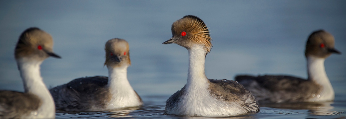 Encuentro de fotografía y avistaje de aves