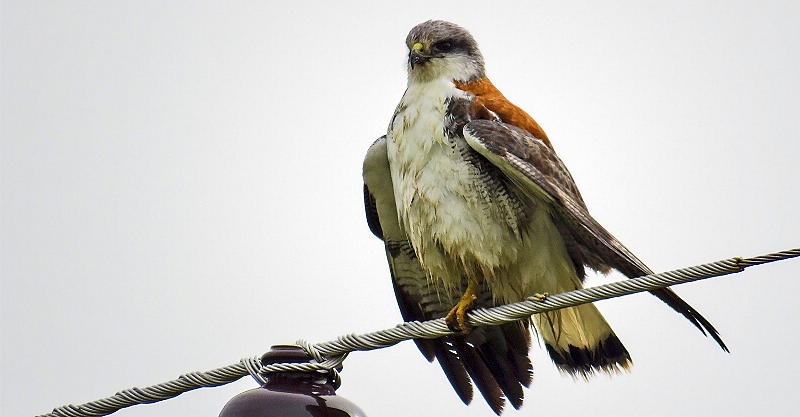 Encuentro de fotografía y avistaje de aves