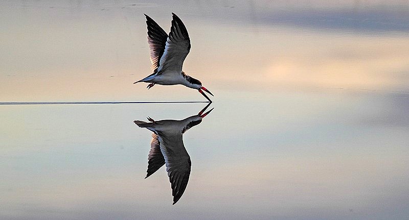 Encuentro de fotografía y avistaje de aves