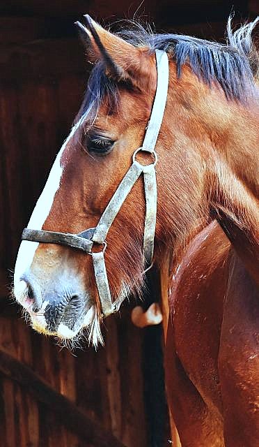 Caballo: Concurso poético