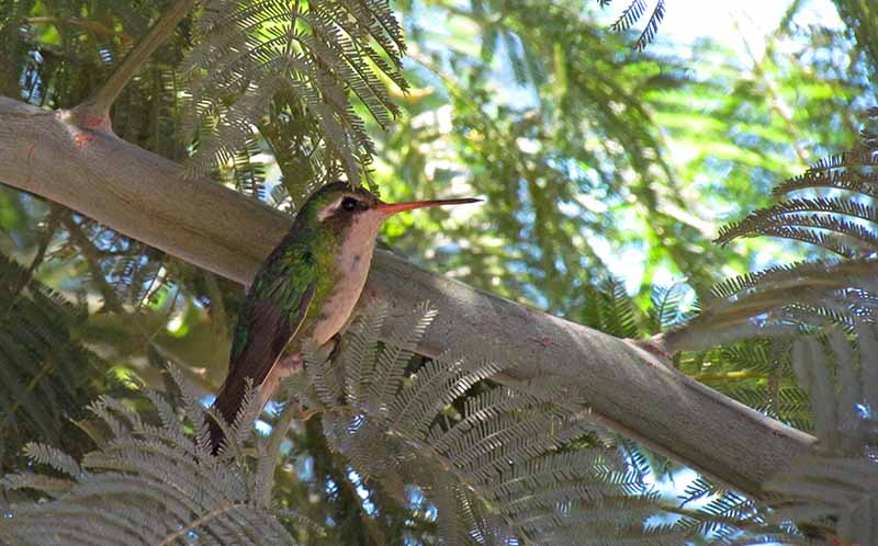 Ejemplar hembra de colibrí verde.