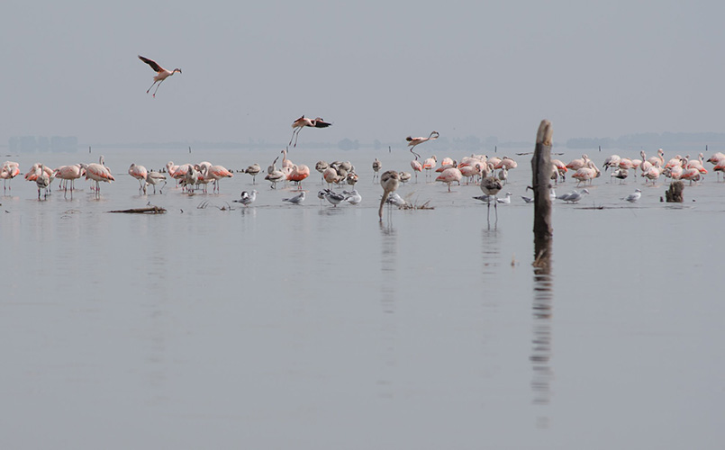 Colonia de flamencos rosasdos.