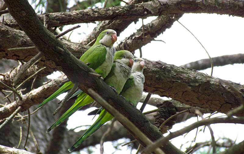 Grupo de cotorras cerca de un nido en las calles de Pehuen-có.