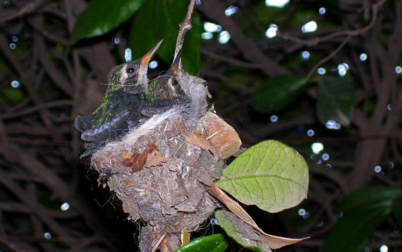 Nido sobre una enredadera con dos pichones de colibrí verde.