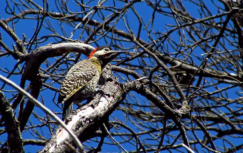 Ejemplar de carpintero real avistado en Villa Ventana.