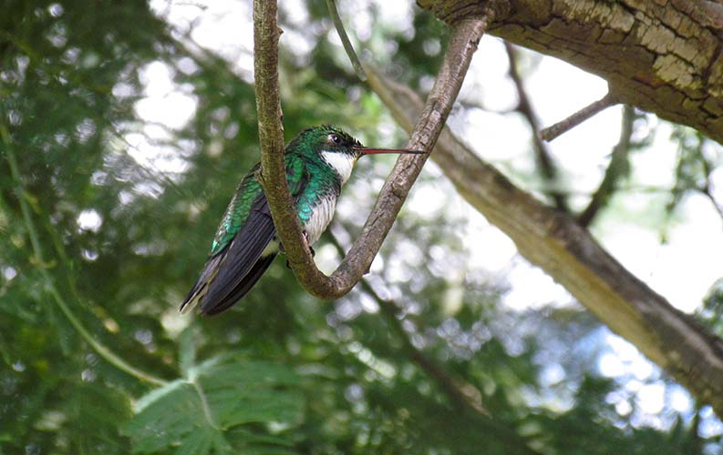 El descanso entre comidas suele ser breve para el colibrí de garganta blanca.