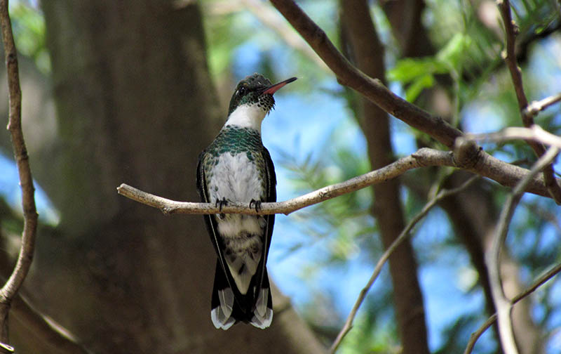 Ejemplar de colibrí de garganta blanca sobre una acacia.