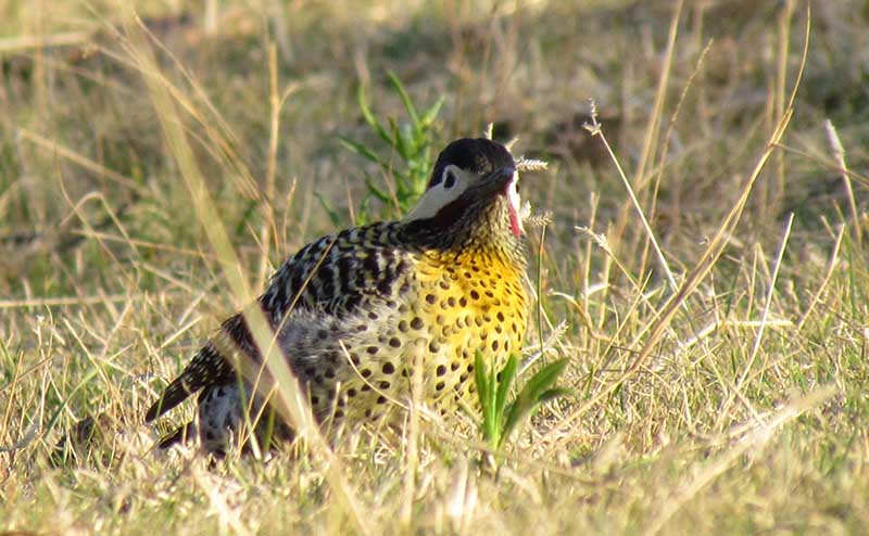 Pájaro carpintero real macho, buscando insectos en el suelo.