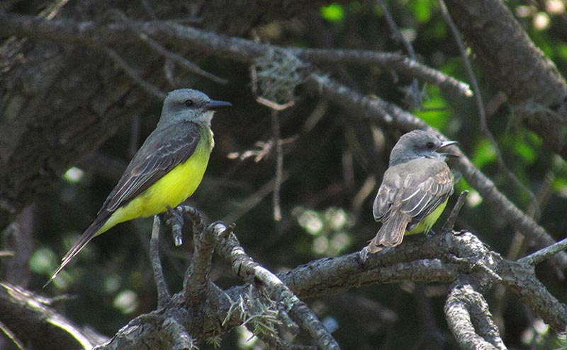 Pareja de Sururí real en un jardín de Villa Ventana. 