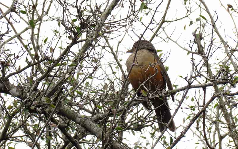 Zorzal colorado avistado en Villa Ventana.