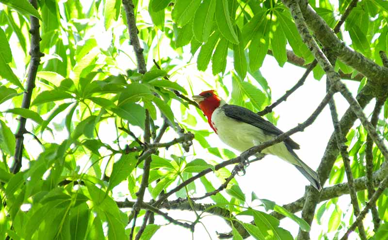 Ejemplar de cardenal de copete rojo en busca de alimento.