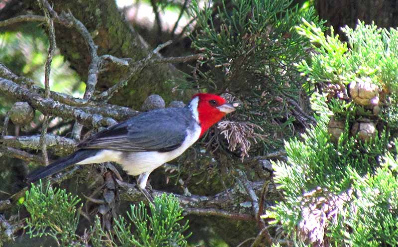 Cardenal común sobre ciprés en una plaza de la ciudad de Bahía Blanca.